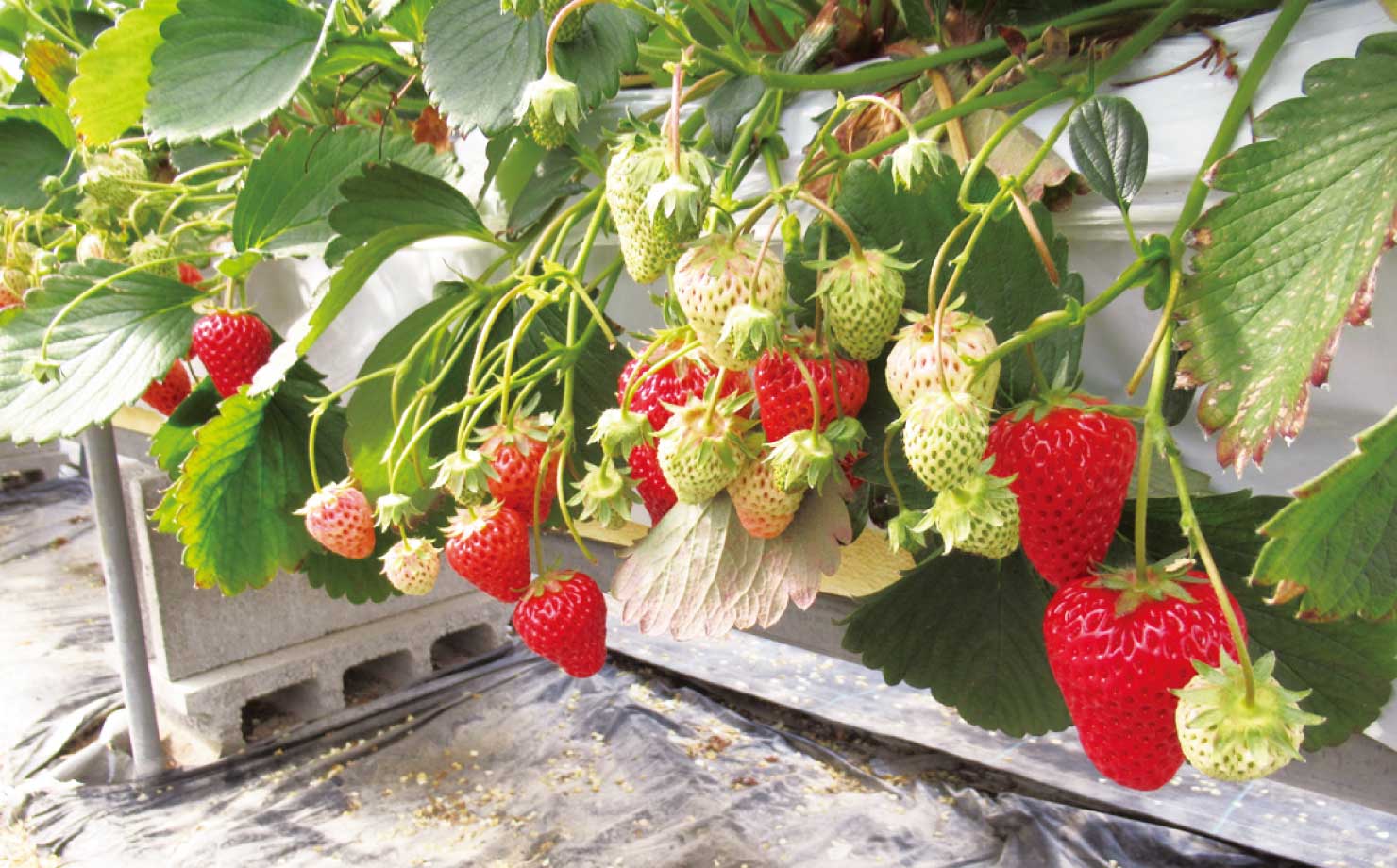 観光園 久ちゃん写真